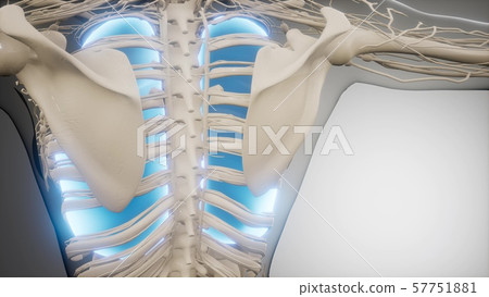 Human Lungs Radiology Exam 57751881