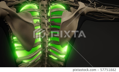 Human Lungs Radiology Exam 57751882