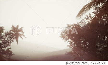 Tropical Palm Rainforest in Fog 57752171