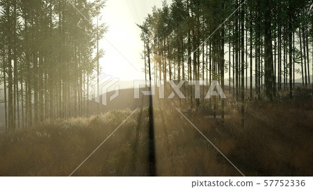 Green bamboo forest in hills Green bamboo forest in hills 57752336
