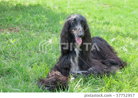 Cute afghan hound is looking at the camera. 57752957