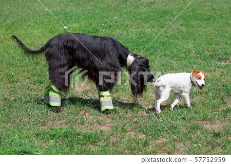 Cute afghan hound and jack russell terrier puppy. 57752959