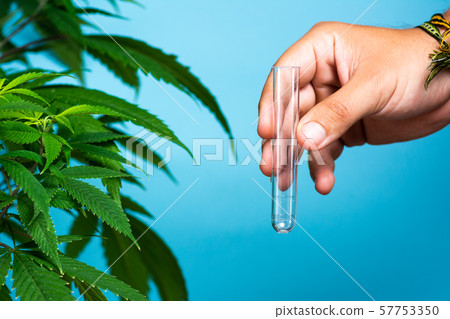 Scientist holding cannabis oil close up 57753350