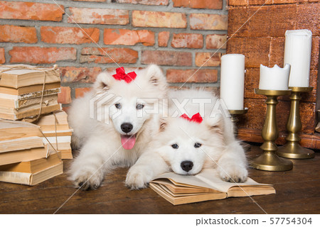Two White fluffy Samoyed puppies dogs with book Two White fluffy Samoyed puppies dogs with book 57754304