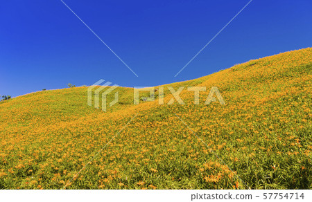 台灣東部六十石山金針花海 台灣東部六十石山金針花海 57754714