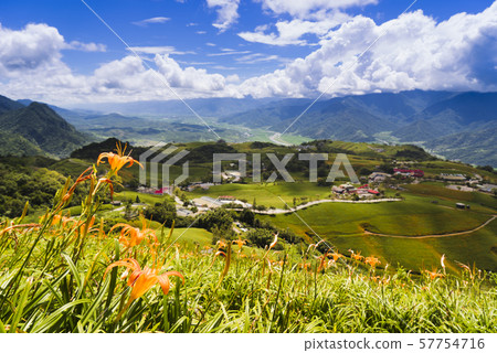 台灣東部六十石山金針花海 57754716