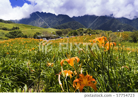 台灣東部六十石山金針花海 台灣東部六十石山金針花海 57754723