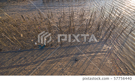 .Pine woods stitch in the mud .Pine woods stitch in the mud 57756440
