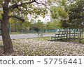 Tabebuia rosea is a Pink Flower in the public park, 57756441