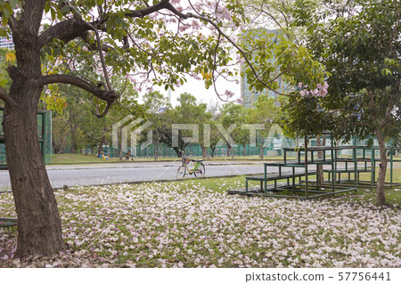 Tabebuia rosea is a Pink Flower in the public park, Tabebuia rosea is a Pink Flower in the public park, 57756441