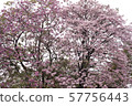 Tabebuia rosea is a Pink Flower in the public park. 57756443
