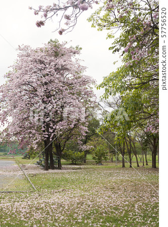 Tabebuia rosea is a Pink Flower in the public park.  57756520