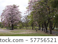 Tabebuia rosea is a Pink Flower in the public park.  57756521