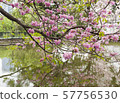 Tabebuia rosea is a Pink Flower beside the lake. 57756530