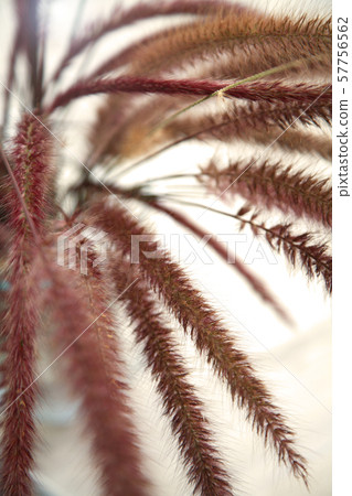 Grass flowers put into the vase and decorate home. Grass flowers put into the vase and decorate home. 57756562