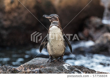 Galapagos Penguin on Galapagos Islands standing on land - Endangered species 57756604