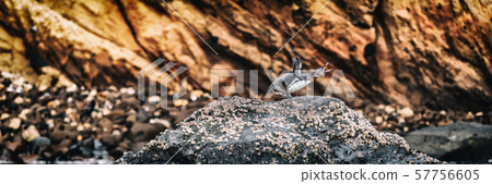 Galapagos Penguin on Galapagos Islands standing on land doing penguin call screaming - Endangered Galapagos Penguin on Galapagos Islands standing on land doing penguin call screaming - Endangered 57756605