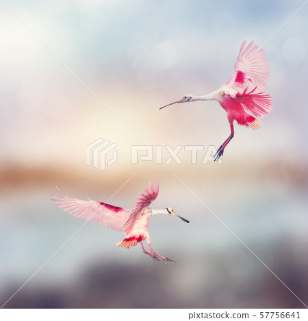 Roseate Spoonbills landing in Florida wetlands Roseate Spoonbills landing in Florida wetlands 57756641