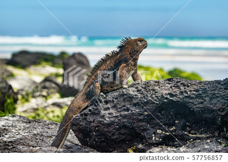 Galapagos Iguana in the sun on rock on Tortuga bay beach Santa Cruz Island Galapagos Iguana in the sun on rock on Tortuga bay beach Santa Cruz Island 57756857