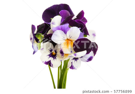 pansy flower isolated pansy flower isolated 57756899