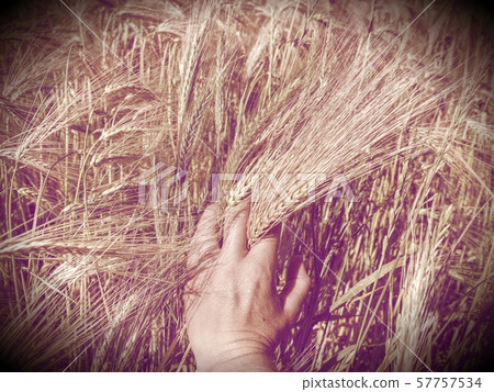 Green grass in field, hand touches the ear of Green grass in field, hand touches the ear of 57757534