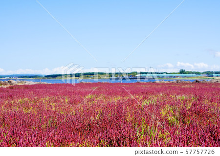 Wakka Wild Flower Garden Sangoso Kitami Wakka Wild Flower Garden Sangoso Kitami 57757726