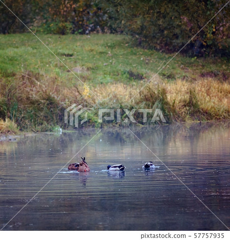 Landscape ducks swim on autumn yellow-orange-red 57757935
