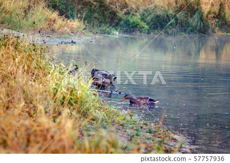 Landscape ducks swim on autumn yellow-orange-red Landscape ducks swim on autumn yellow-orange-red 57757936