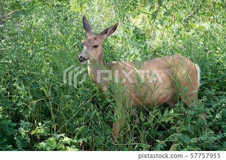 Mule deer, Odocoileus hemionus 57757955