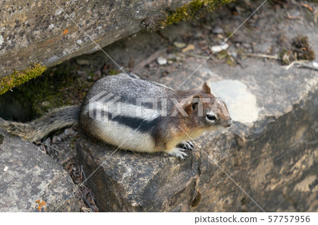 Golden-mantled Ground Squirrel, Callospermophilus 57757956