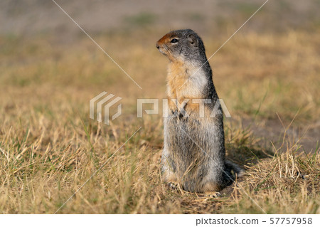Columbia Ground Squirrel, Urocitellus columbianus 57757958