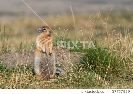 Columbia Ground Squirrel, Urocitellus columbianus 57757959