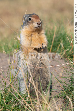 Columbia Ground Squirrel, Urocitellus columbianus 57757963