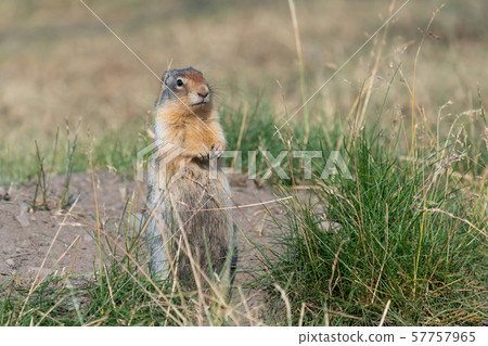 Columbia Ground Squirrel, Urocitellus columbianus 57757965