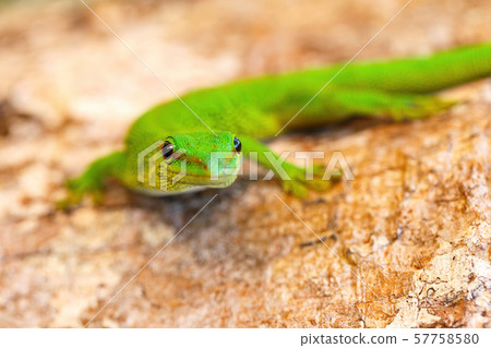 Phelsuma madagascariensis, day gecko, Madagascar Phelsuma madagascariensis, day gecko, Madagascar 57758580