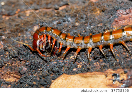 centipede, Madagascar wildlife centipede, Madagascar wildlife 57758596