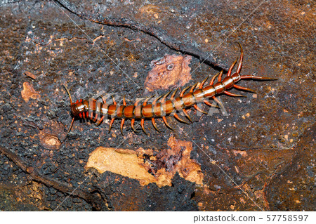 centipede, Madagascar wildlife 57758597