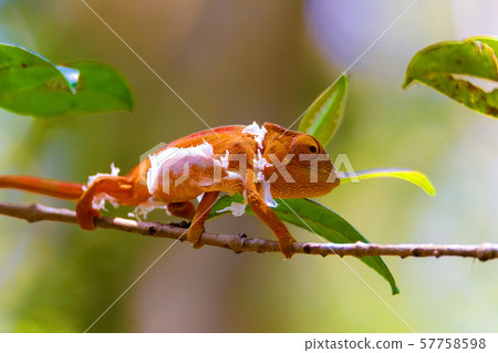Parson's chameleon, Madagascar Wildlife Parson's chameleon, Madagascar Wildlife 57758598