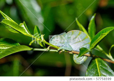 Parson's chameleon, madagascar wildlife 57758599