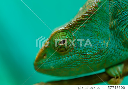 Parson's chameleon, Madagascar Wildlife 57758600