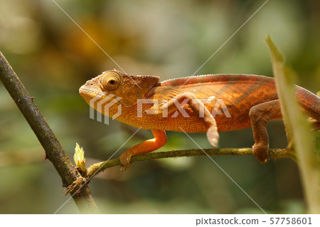 Parson's chameleon, Madagascar Wildlife 57758601