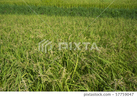 Terasaka rice terraces where white rosary blooms Terasaka rice terraces where white rosary blooms 57759047