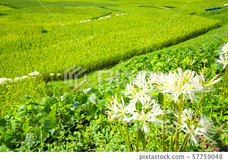 Terasaka rice terraces where white rosary blooms Terasaka rice terraces where white rosary blooms 57759048