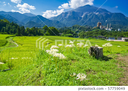 Terasaka rice terraces where white rosary blooms Terasaka rice terraces where white rosary blooms 57759049
