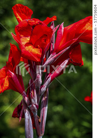 Canna flower 57759604