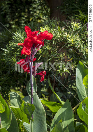 Canna flower 57759606