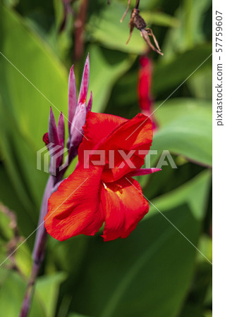 Canna flower 57759607