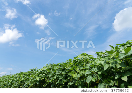 Summer soybean field and blue sky copy space 57759632