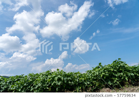 Summer soybean field and blue sky copy space 57759634