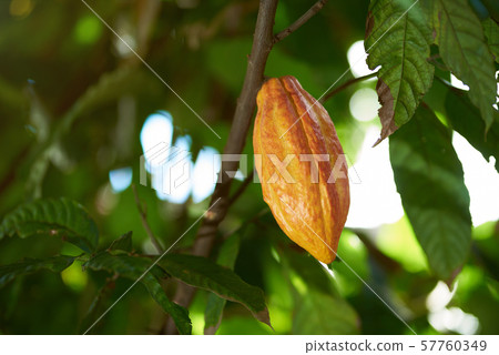 Cacao agriculture farm theme Cacao agriculture farm theme 57760349